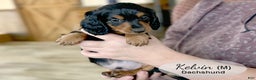 Dachshund dogs for sale: Kelvin - Ad 1