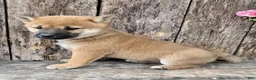 Shiba Inu dogs for sale: Tulip - Ad 6