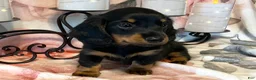 Miniature Dachshund dogs for sale: Jazzy - Tiny - Ad 3