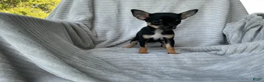 Chihuahua 3