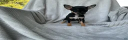 Chihuahua dogs for sale: Chihuahua 3 - Ad 1