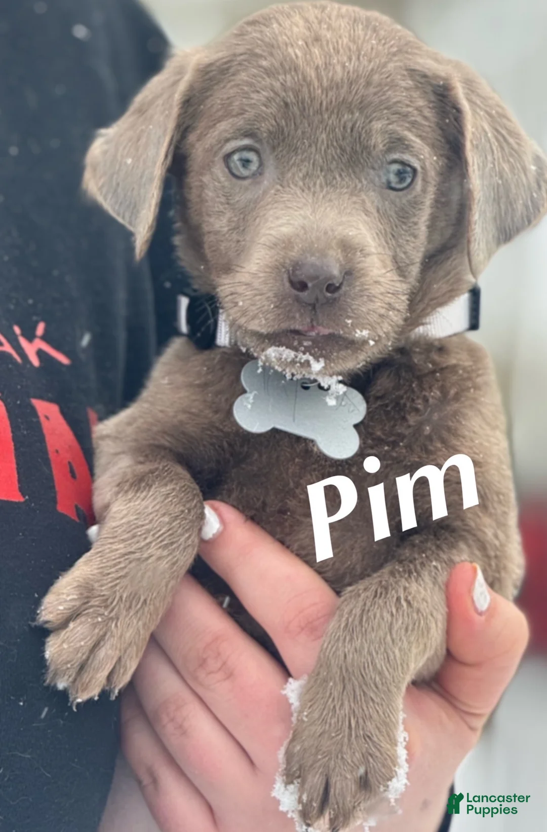 Labrador Retriever dogs for sale: Labrador Retriever Puppy 2 - Ad 3