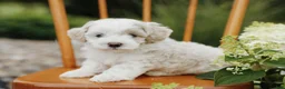 Mini Aussiedoodle dogs for sale: Teddy - Ad 4