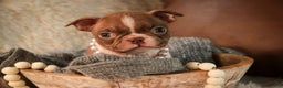 Boston Terrier dogs for sale: Kloe - Ad 3