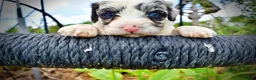 Havapoo dogs for sale: Skye - Ad 3
