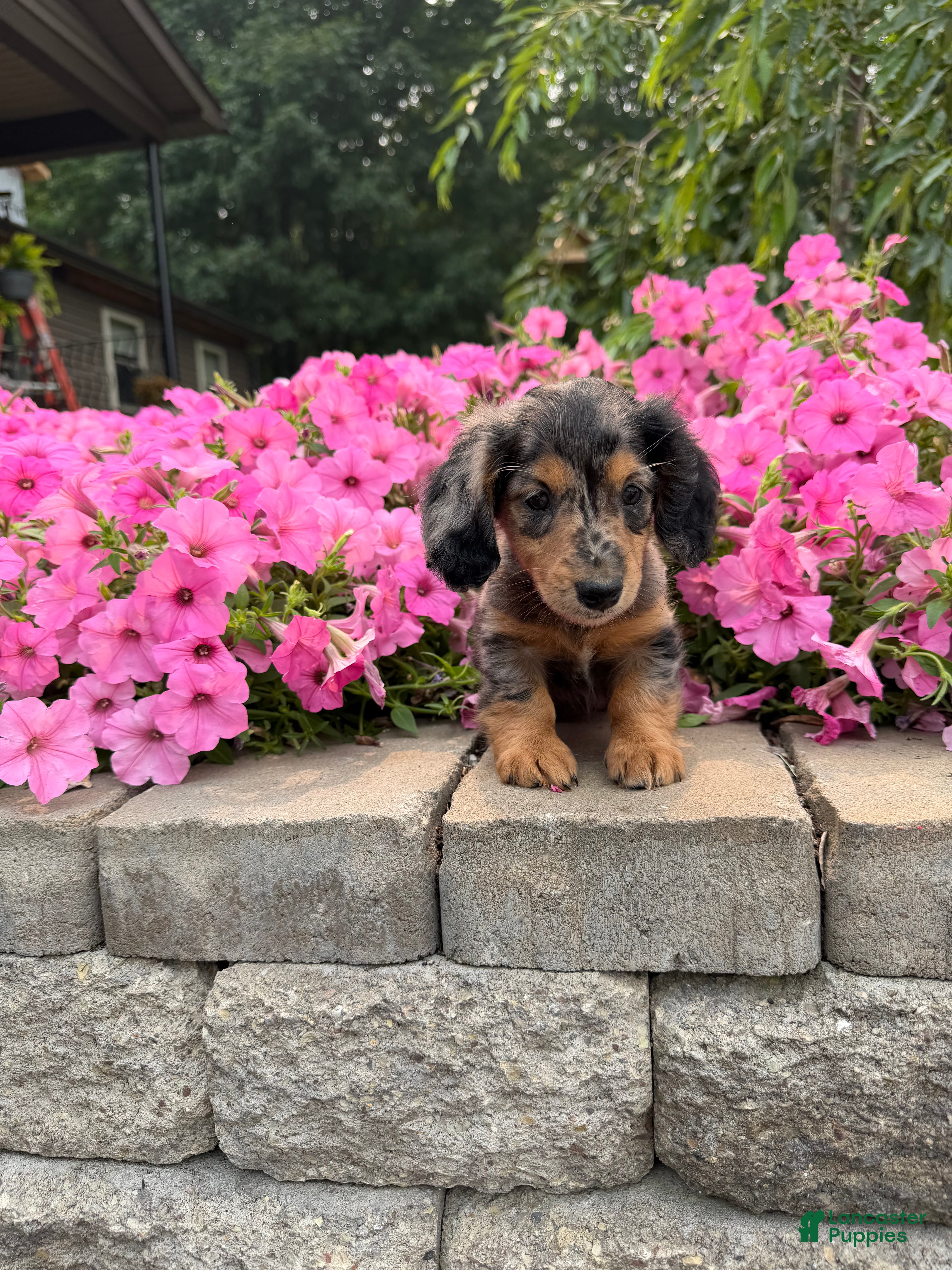 Miniature Dachshund dogs Miniature Dachshund 1 - Ad 42