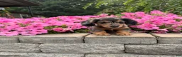 Miniature Dachshund dogs for sale: Miniature Dachshund 1 - Ad 1