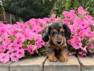 Miniature Dachshund dogs Miniature Dachshund 1 - Ad 42
