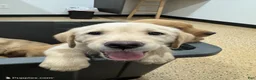 Goldador dogs for sale: Purple - Ad 3