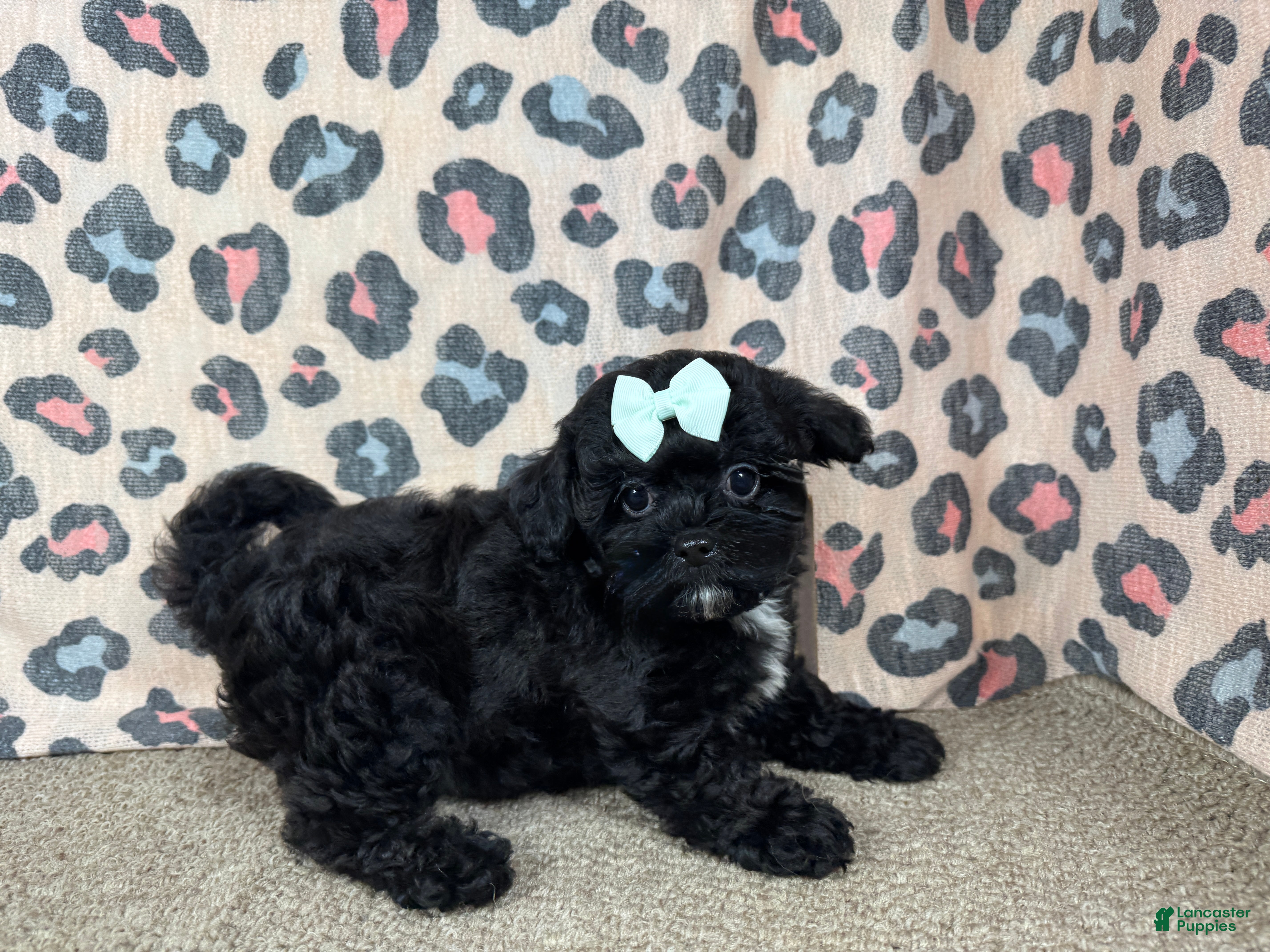 Shihpoo dogs Shihpoo 2 - Ad 10