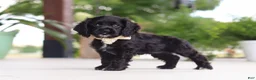 Cocker Spaniel dogs for sale: Betsy - Ad 5