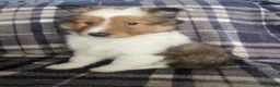 Shetland Sheepdog dogs for sale: Shetland Sheepdog Puppy 1 - Ad 3