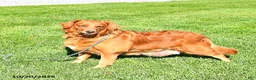 Goldendoodle dogs for sale: Jordan - Ad 6