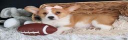 Welsh Corgi Pembroke dogs for sale: Iris - Ad 7