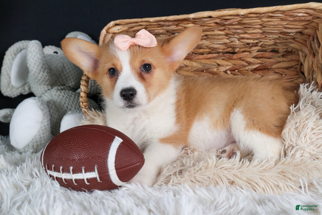 Welsh Corgi Pembroke dogs for sale: Iris - Ad 7