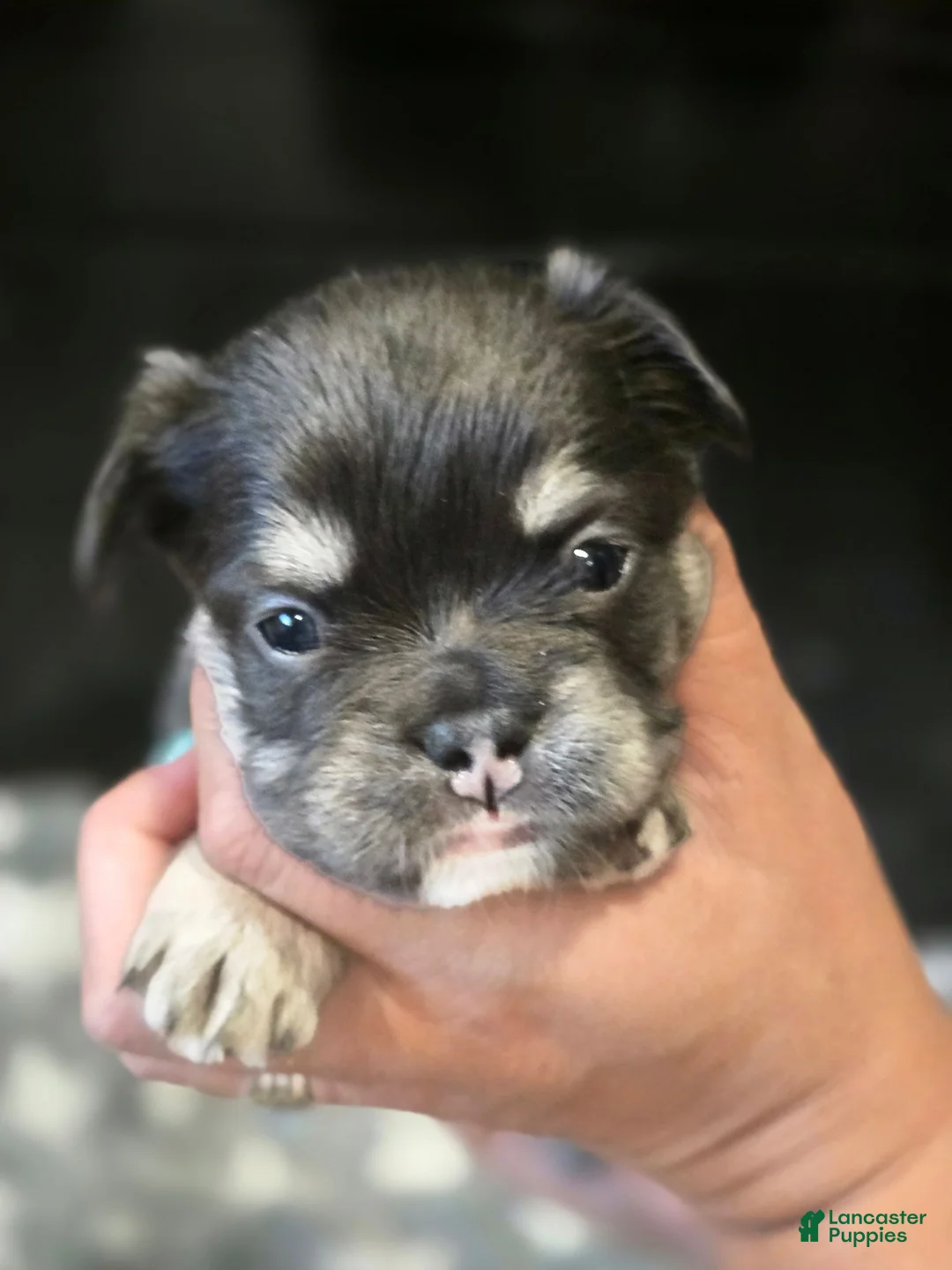 French Bulldog dogs for sale: Georgia - Ad 2
