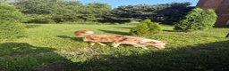 Border Collie dogs for sale: Loki - Ad 3