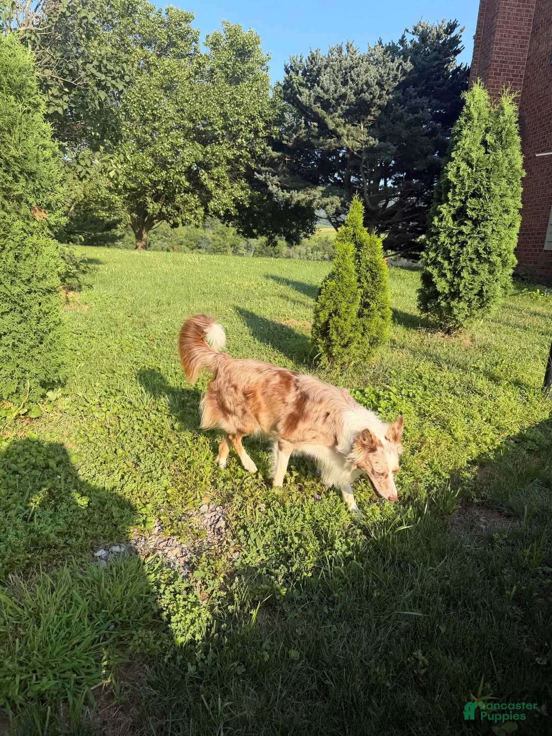 Border Collie dogs for sale: Lavender - Ad 2