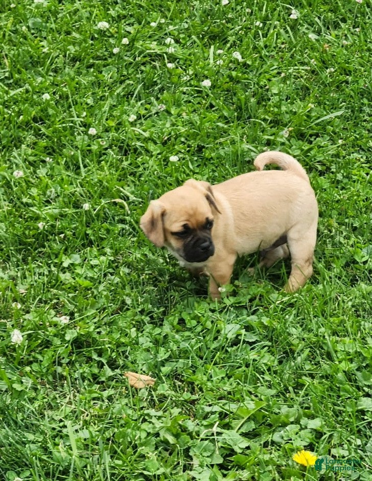 Mixed Breed dogs Kaleb - Ad 1