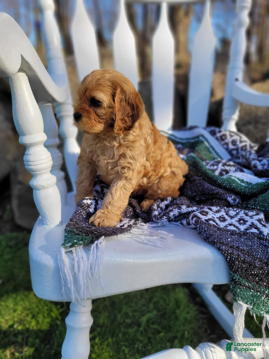 Cavapoo dogs for sale: Cavapoo Puppy 2 - Ad 2