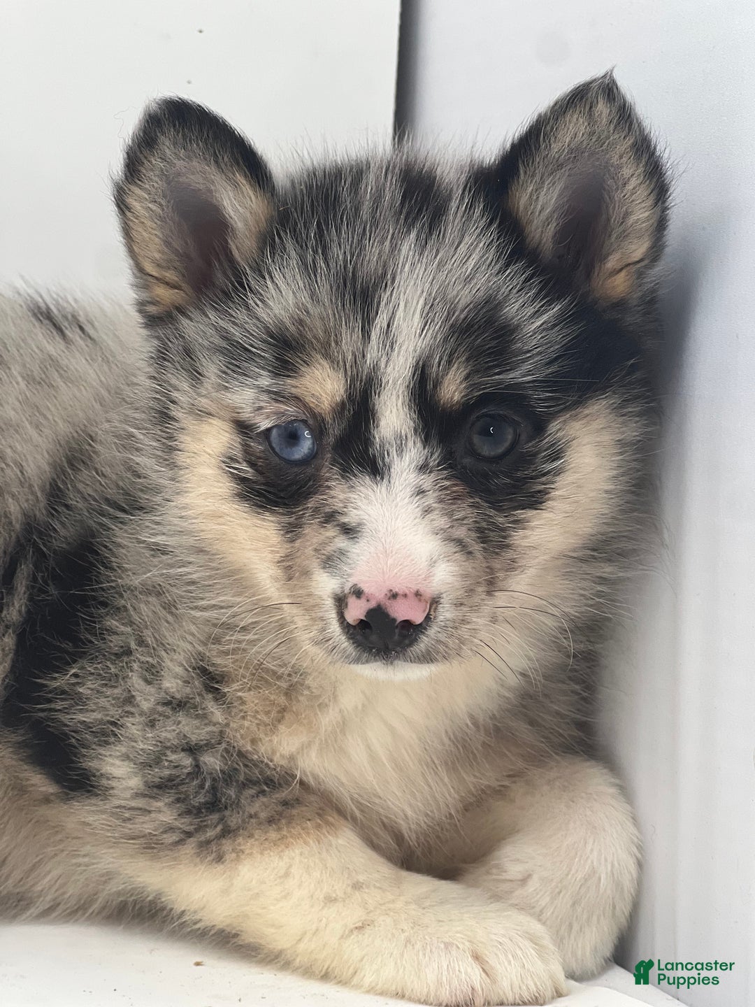 Pomsky dogs for sale: Teagan - Ad 1