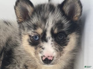 Pomsky dogs Teagan - Ad 3