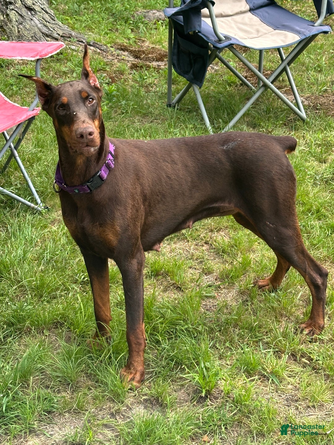 Doberman Pinscher dogs for sale: Doberman Pinscher Puppy 6 - Ad 2
