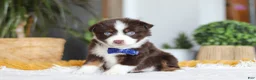 Australian Shepherd dogs for sale: Sydney - Ad 3