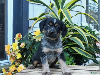 Mixed Breed dogs - Ad 22