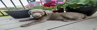 Harper