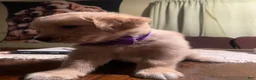 Golden Retriever dogs for sale: Golden Retriever 3 - Ad 12
