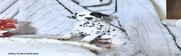 Dalmatian dogs for sale: Reese - Ad 3