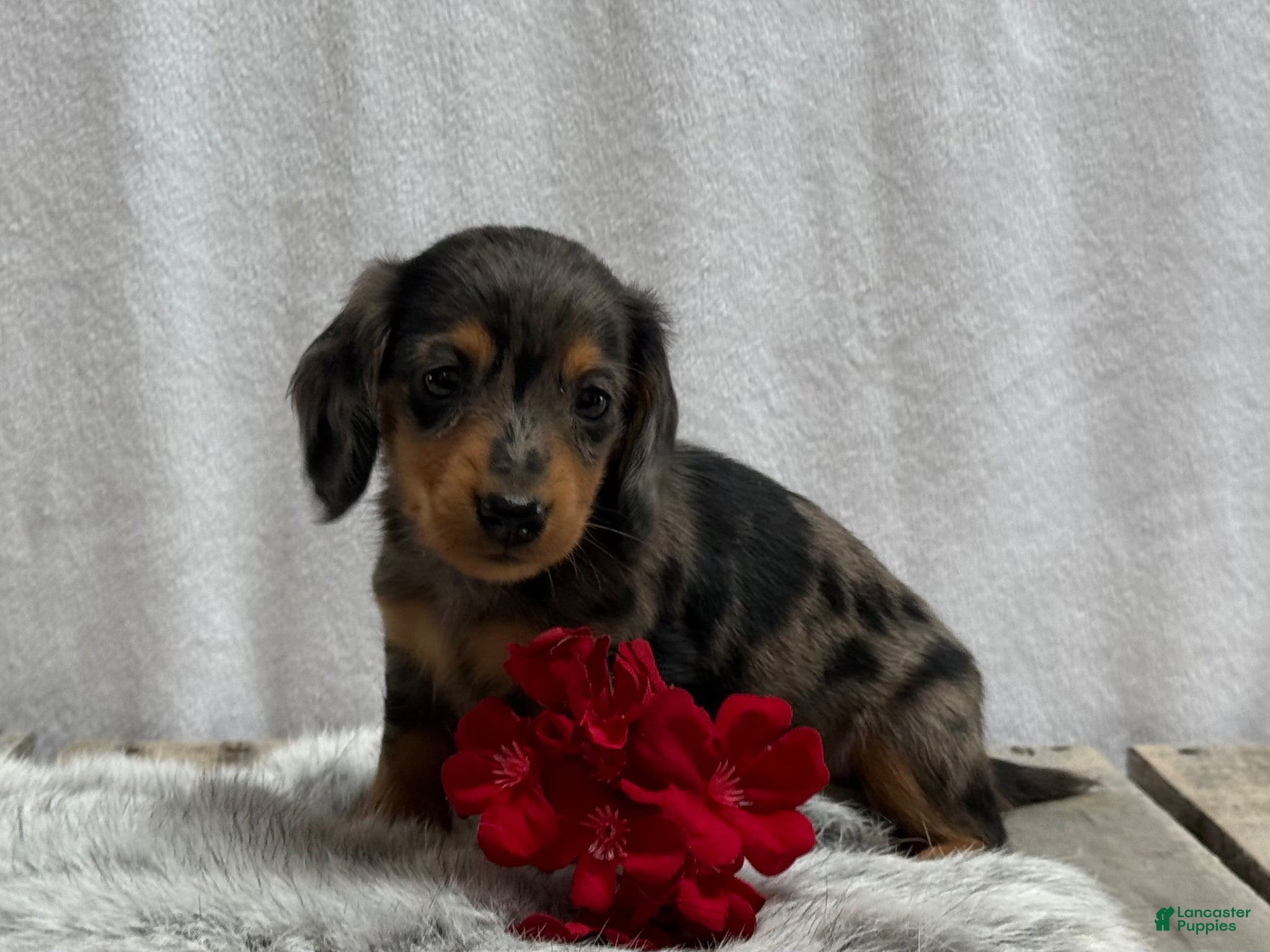 Miniature Dachshund dogs Milo - Ad 2