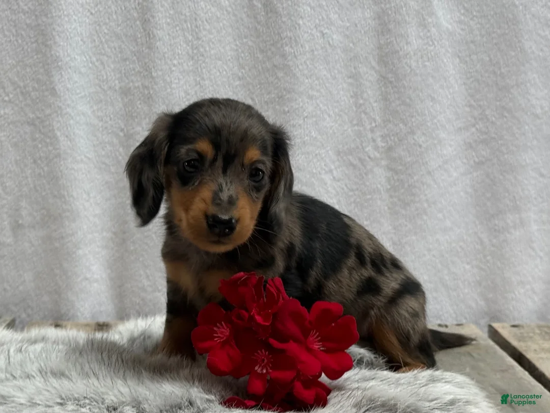 Miniature Dachshund dogs for sale: Milo - Ad 2