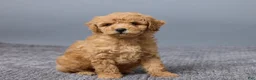 Miniature Poodle dogs for sale: Rosie - Ad 2