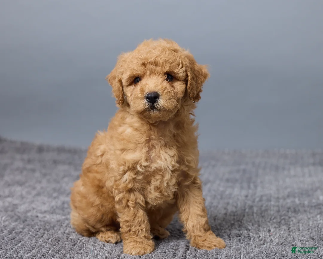 Miniature Poodle dogs for sale: Rosie - Ad 2