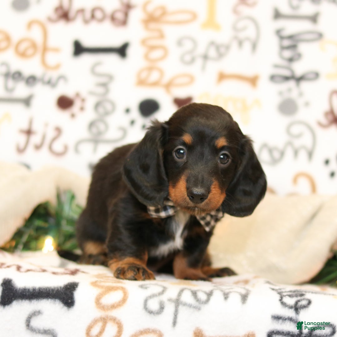 Miniature Dachshund dogs for sale: janelle - Ad 2
