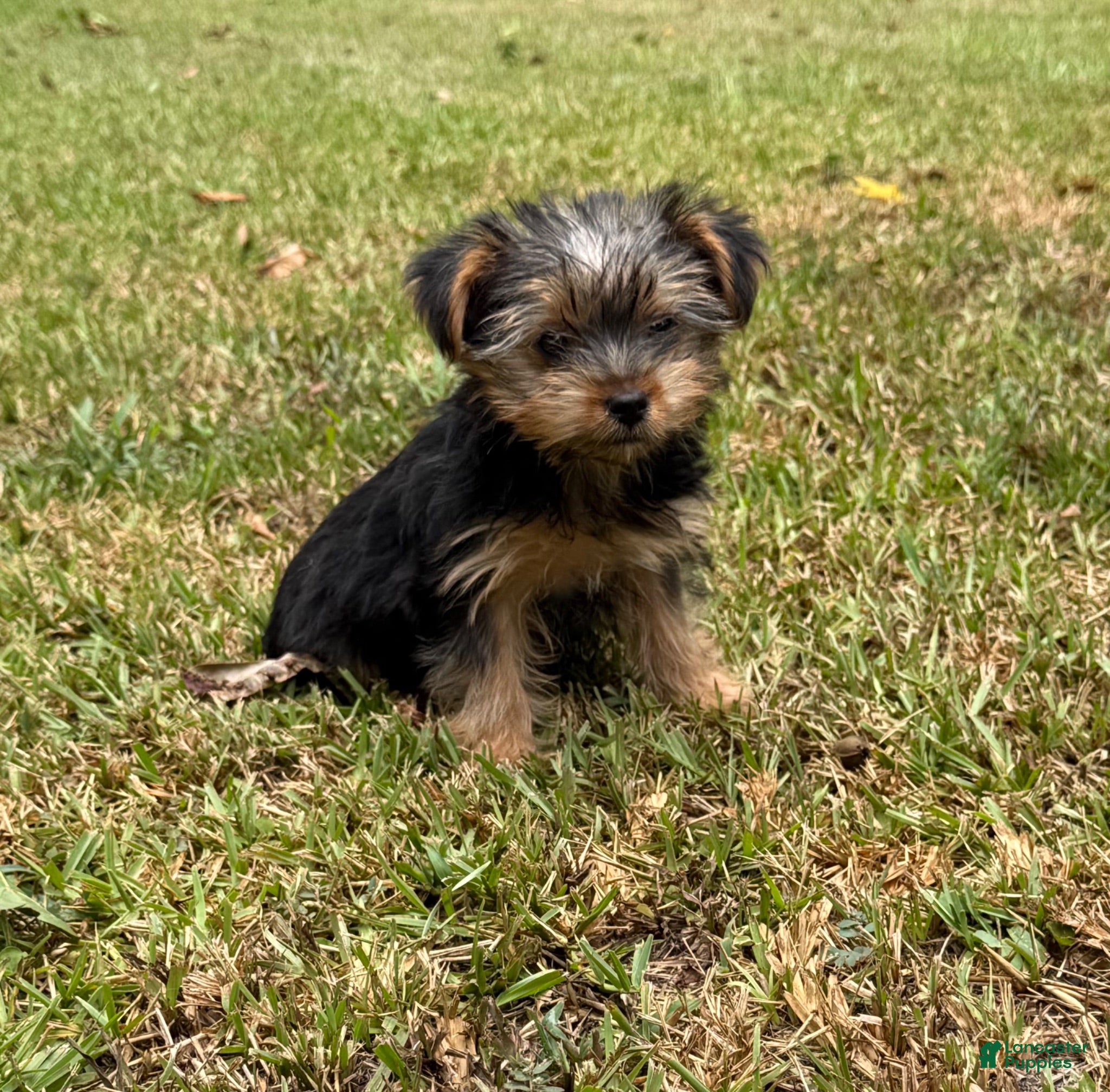 Yorkshire Terrier dogs Yorkshire Terrier 3 - Ad 1
