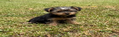Yorkshire Terrier 3