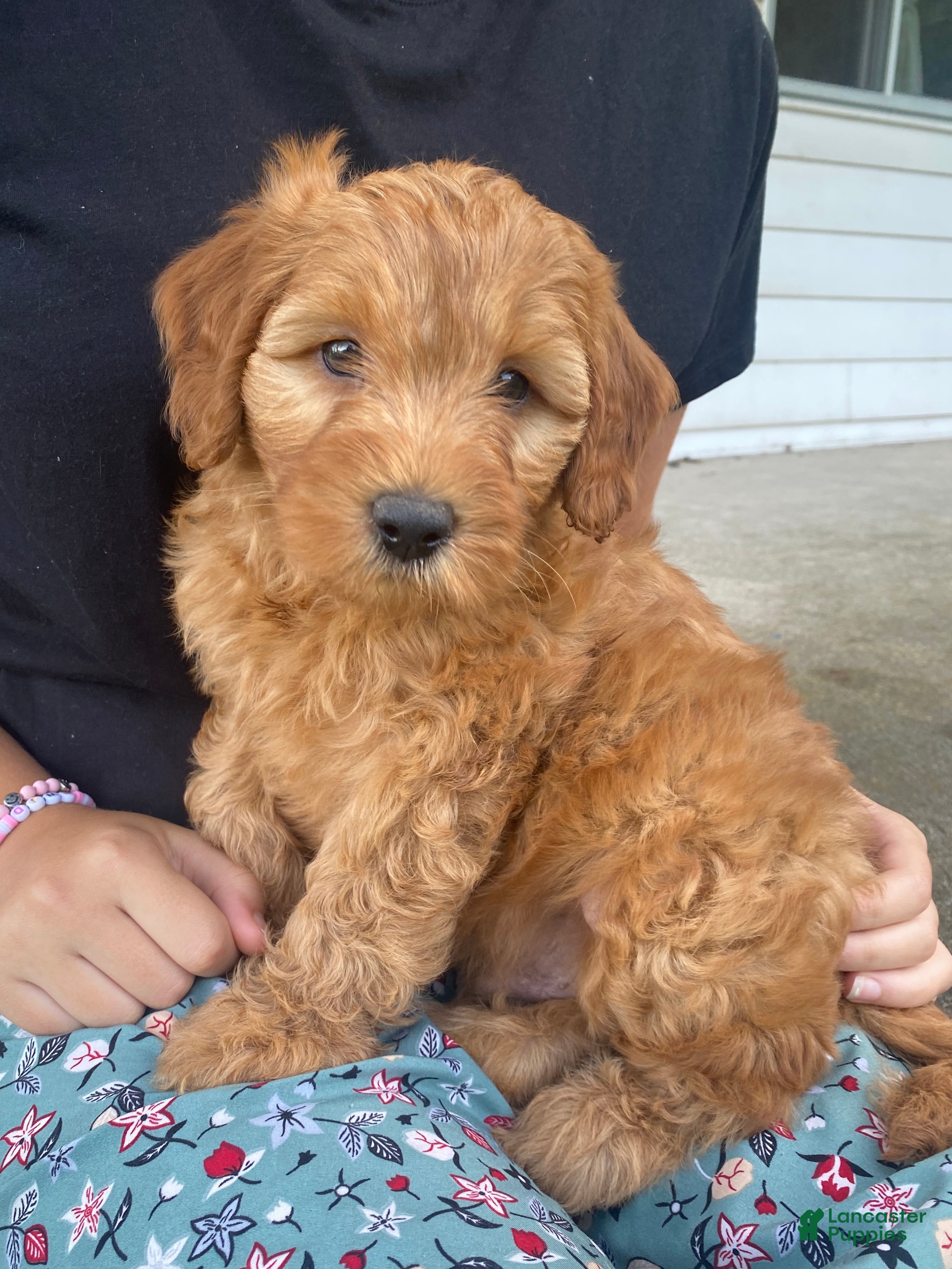 Miniature Labradoodle dogs Denver-mini red F1b - Ad 2