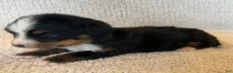 Bernese Mountain Dog dogs for sale: Flo - Ad 2