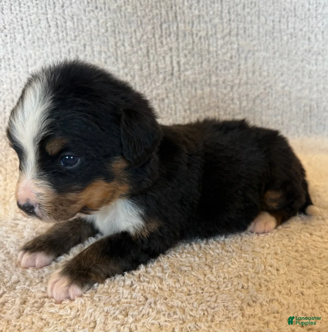 Bernese Mountain Dog dogs for sale: Flo - Ad 2