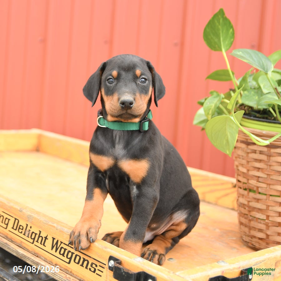 Doberman Pinscher dogs Rookie - Ad 2