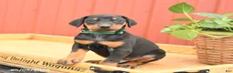 Doberman Pinscher dogs for sale: Rookie - Ad 2