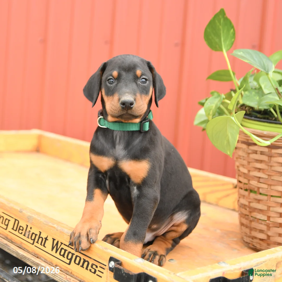 Doberman Pinscher dogs for sale: Rookie - Ad 2