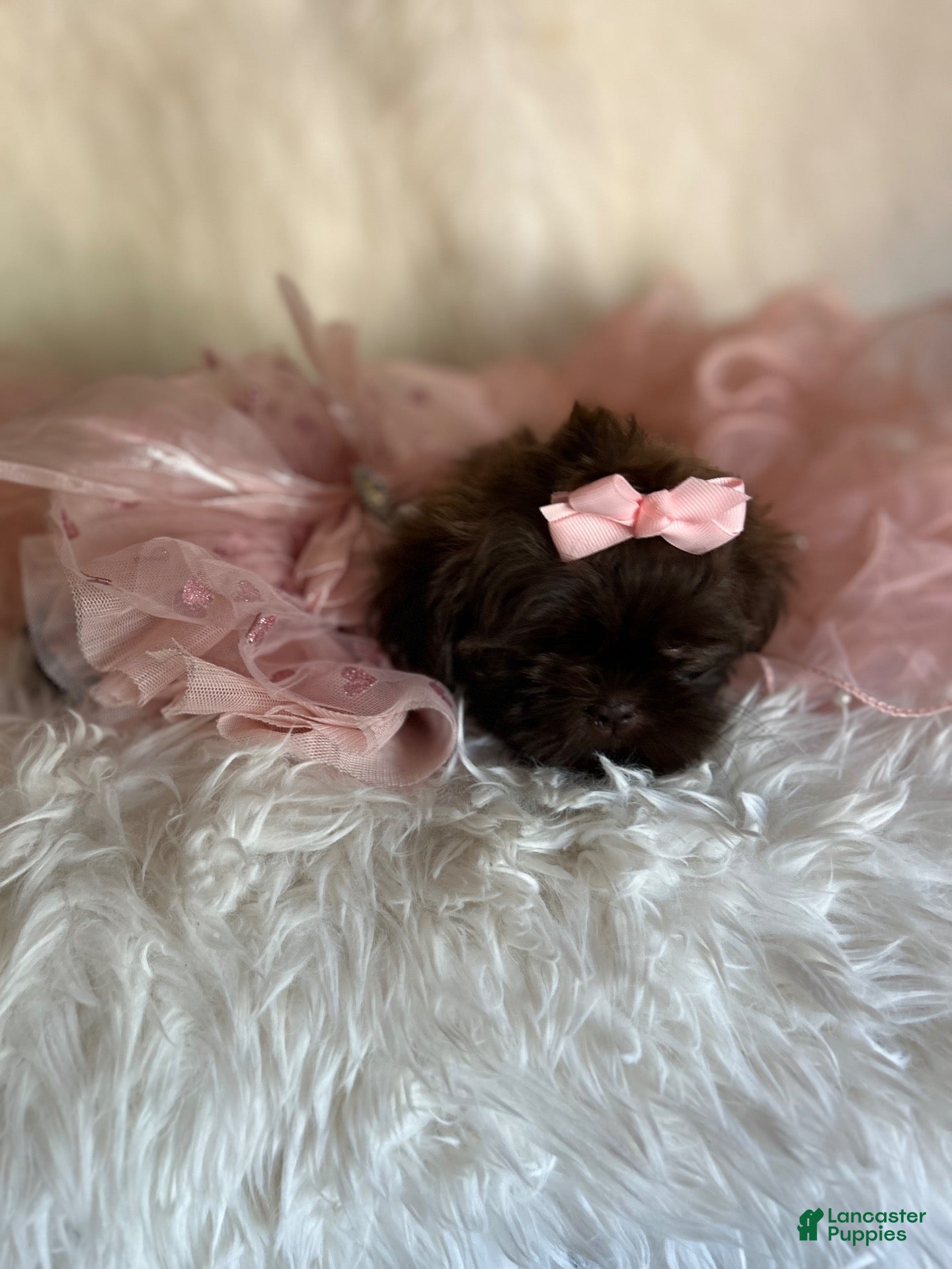Shih Tzu dogs Coco  - Ad 2