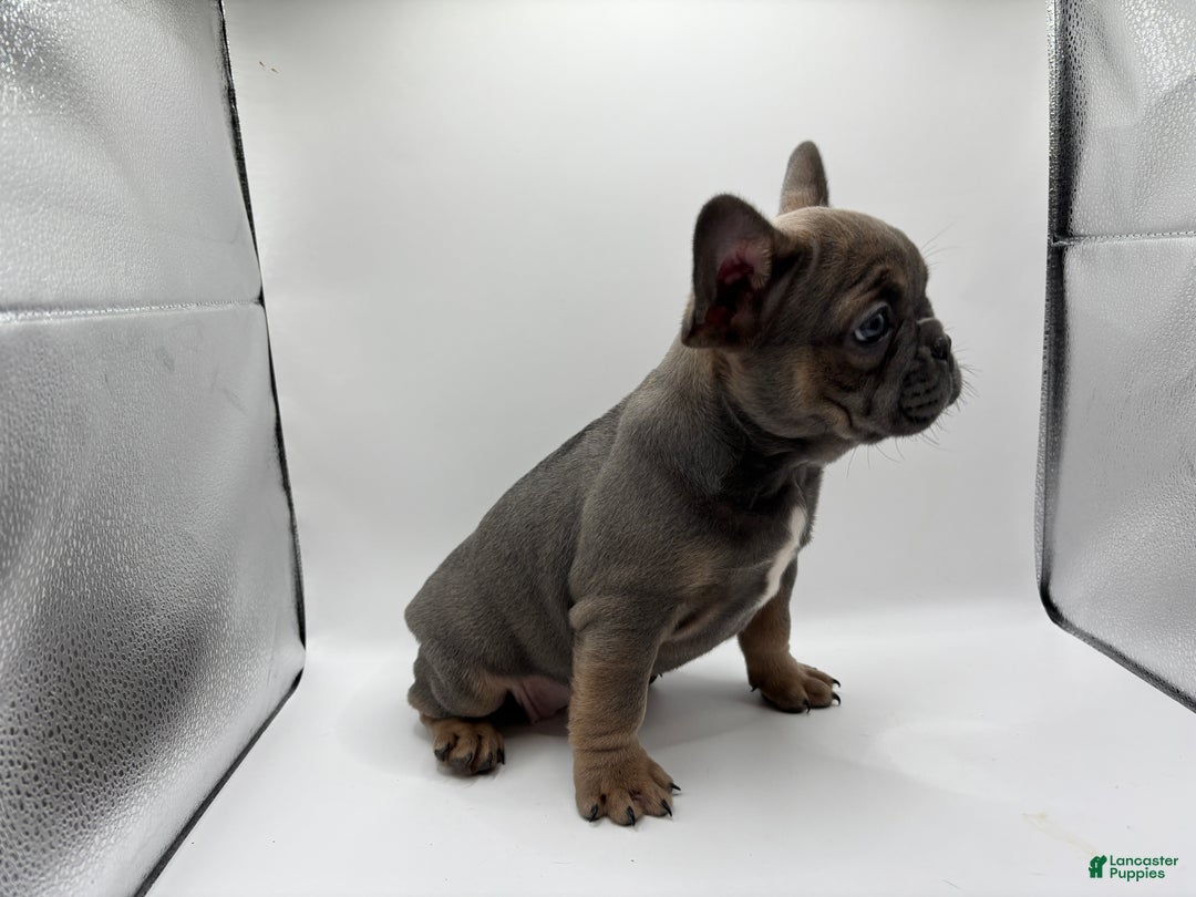 French Bulldog dogs for sale: French Bulldog Puppy 1 - Ad 3