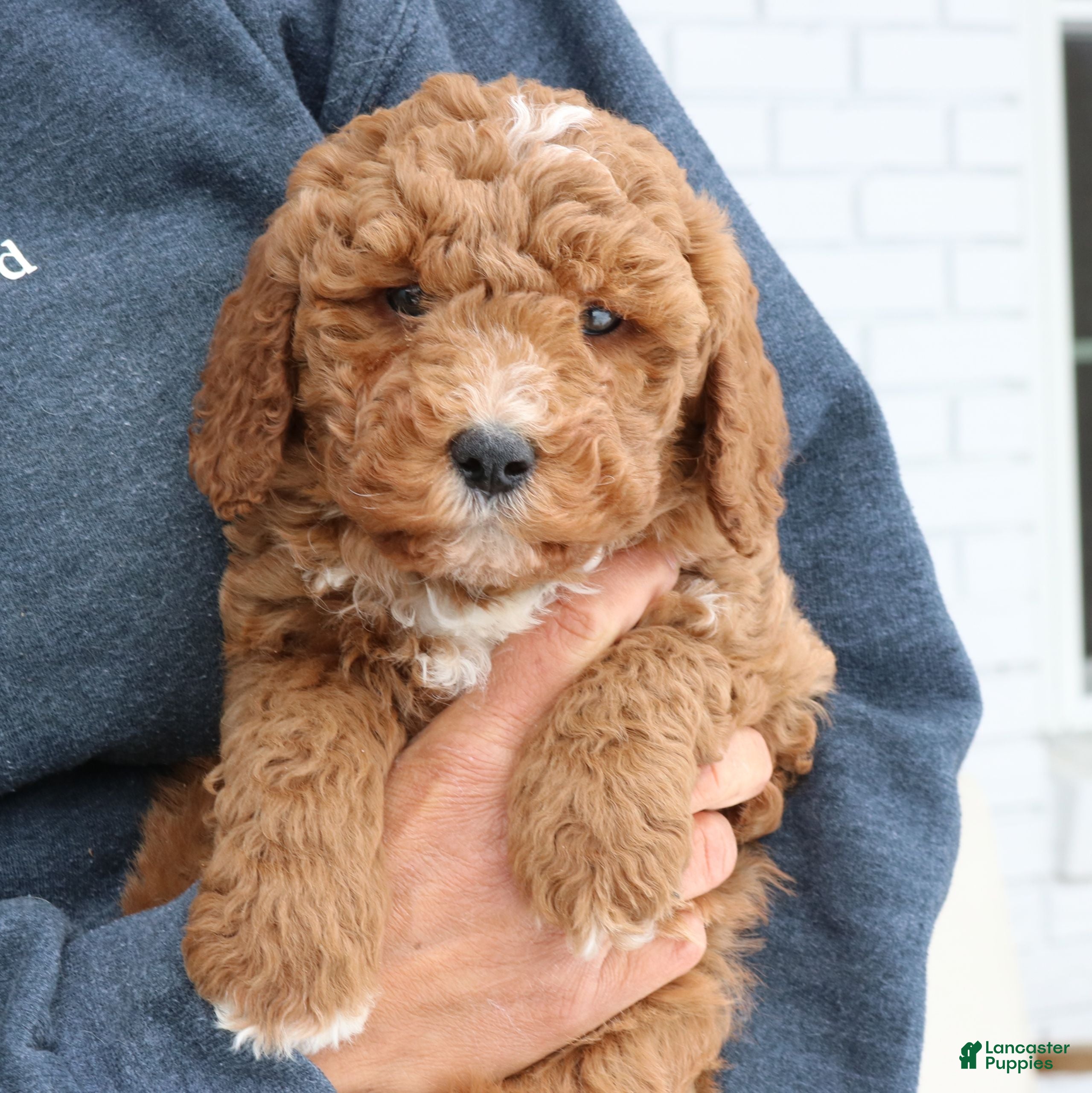 Mini Goldendoodle dogs Blake  - Ad 2