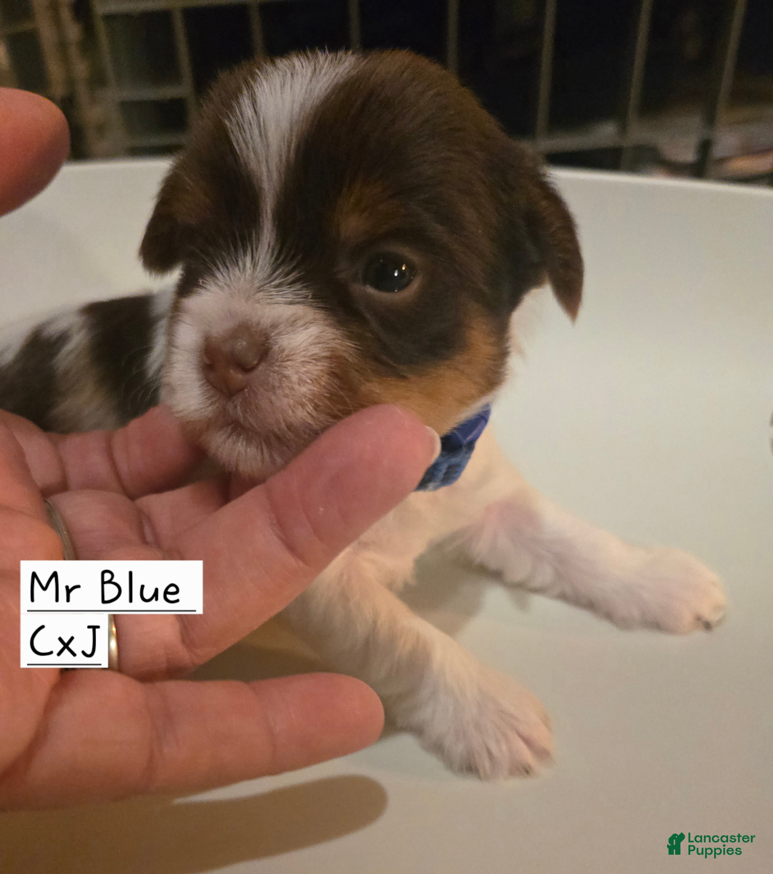 Yorkshire Terrier dogs Yorkshire Terrier Puppy 2-Mr Blue - Ad 1