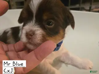 Yorkshire Terrier dogs for sale: Yorkshire Terrier Puppy 2-Mr Blue - Ad 4